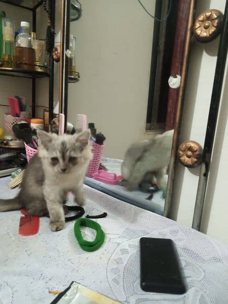 Persian male triple coated kitten 0