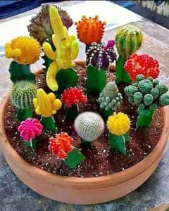 Grafted cactus