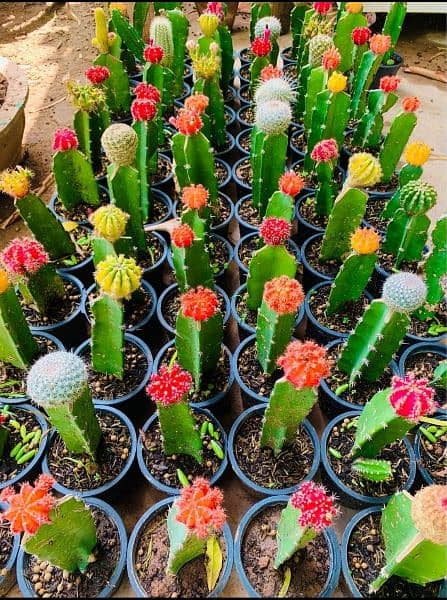 Grafted cactus 1