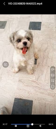 shihtzu Coco