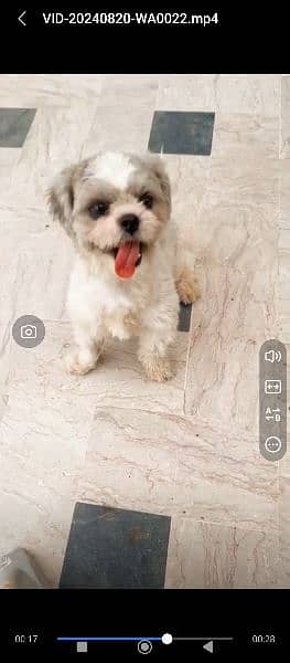 shihtzu Coco 0