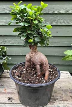 Ficus Bonsai