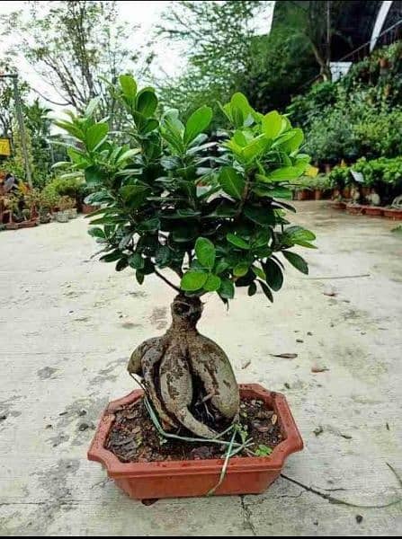 Ficus Bonsai 2