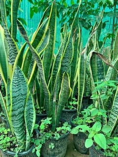 Snake Plant (yellow and green)