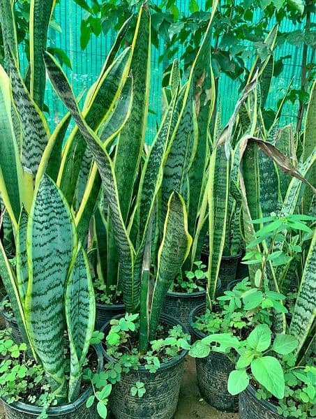 Snake Plant (yellow and green) 0