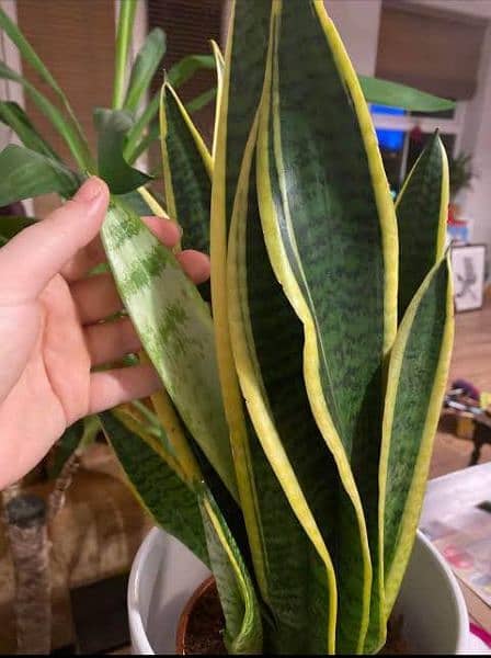 Snake Plant (yellow and green) 1