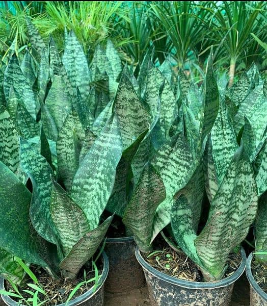 Snake Plant (yellow and green) 2