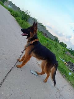 German Shepherd triple Coat Female