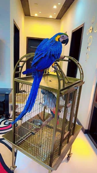 Blue and gold Macaw 1