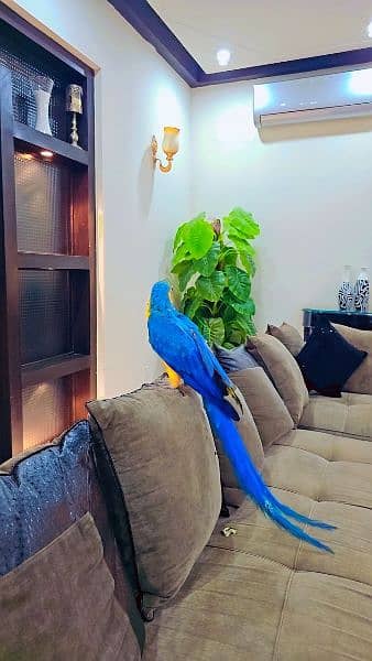 Blue and gold Macaw 2