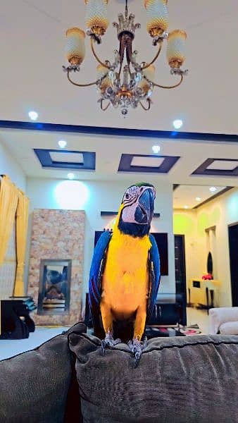 Blue and gold Macaw 4