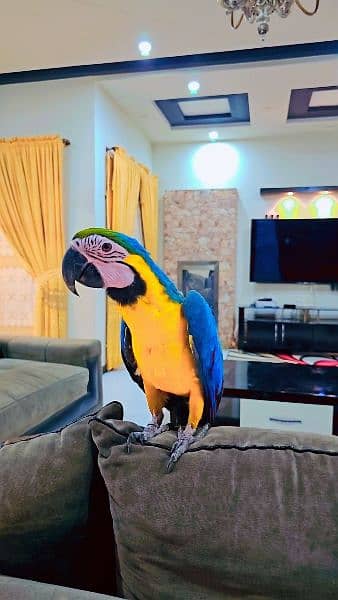 Blue and gold Macaw 5