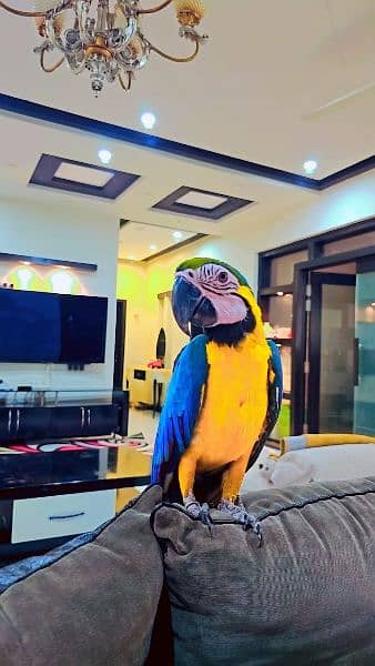 Blue and gold Macaw 6