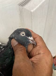 all type of pigeons available 0