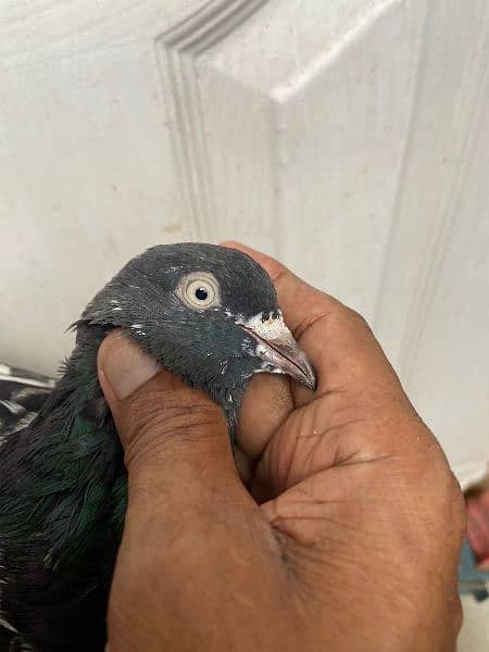 all type of pigeons available 0