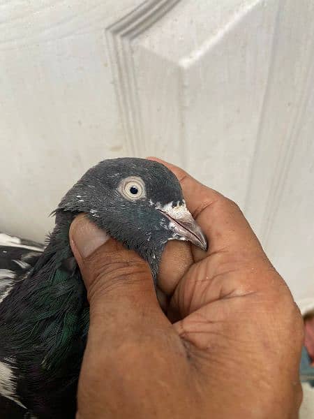 all type of pigeons available 1