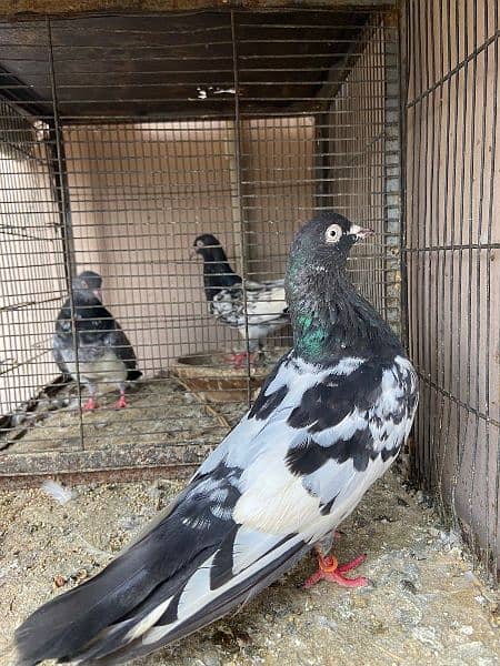 all type of pigeons available 2