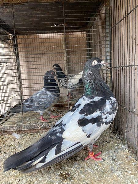 all type of pigeons available 4