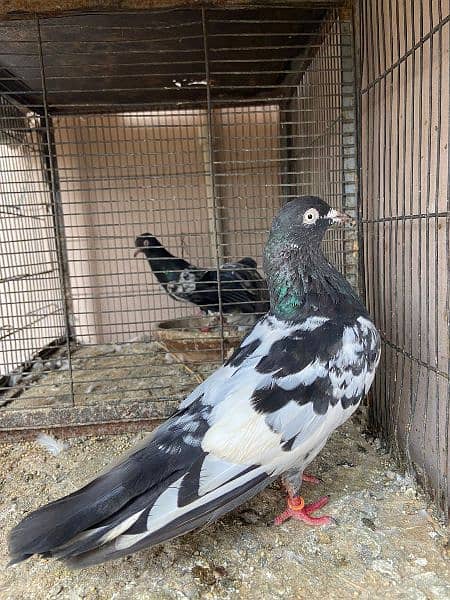 all type of pigeons available 5