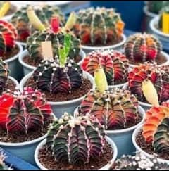 Japanese Cactus