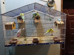 Australian parrots with Cage