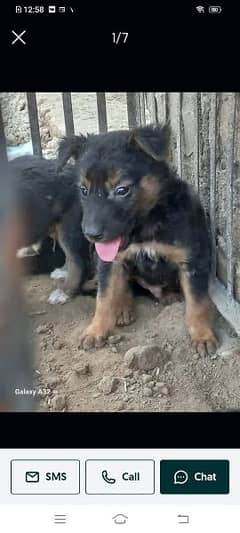 german pupys available