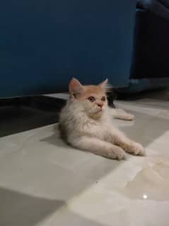 4 Months Female Kitten for Sale (03003285107)