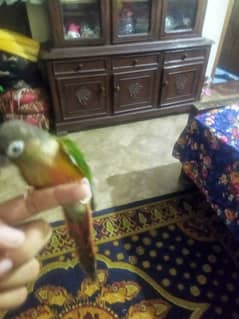 Fly tame hand tame pineapple conure for sale