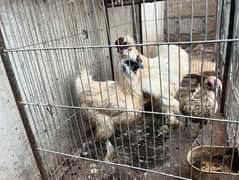 White Silkie Pair