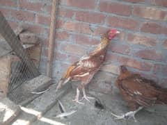 yellow aseel pair for sale