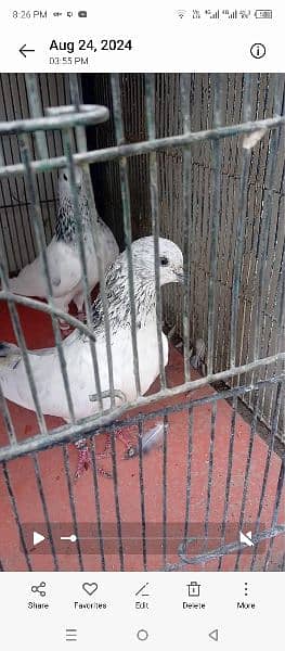 all type of pigeons available 7