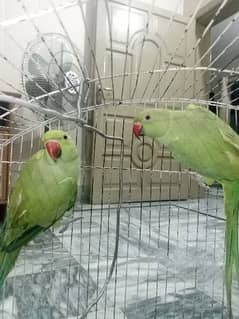 Pair of Parrots