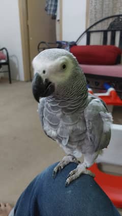 Gray parrot 0