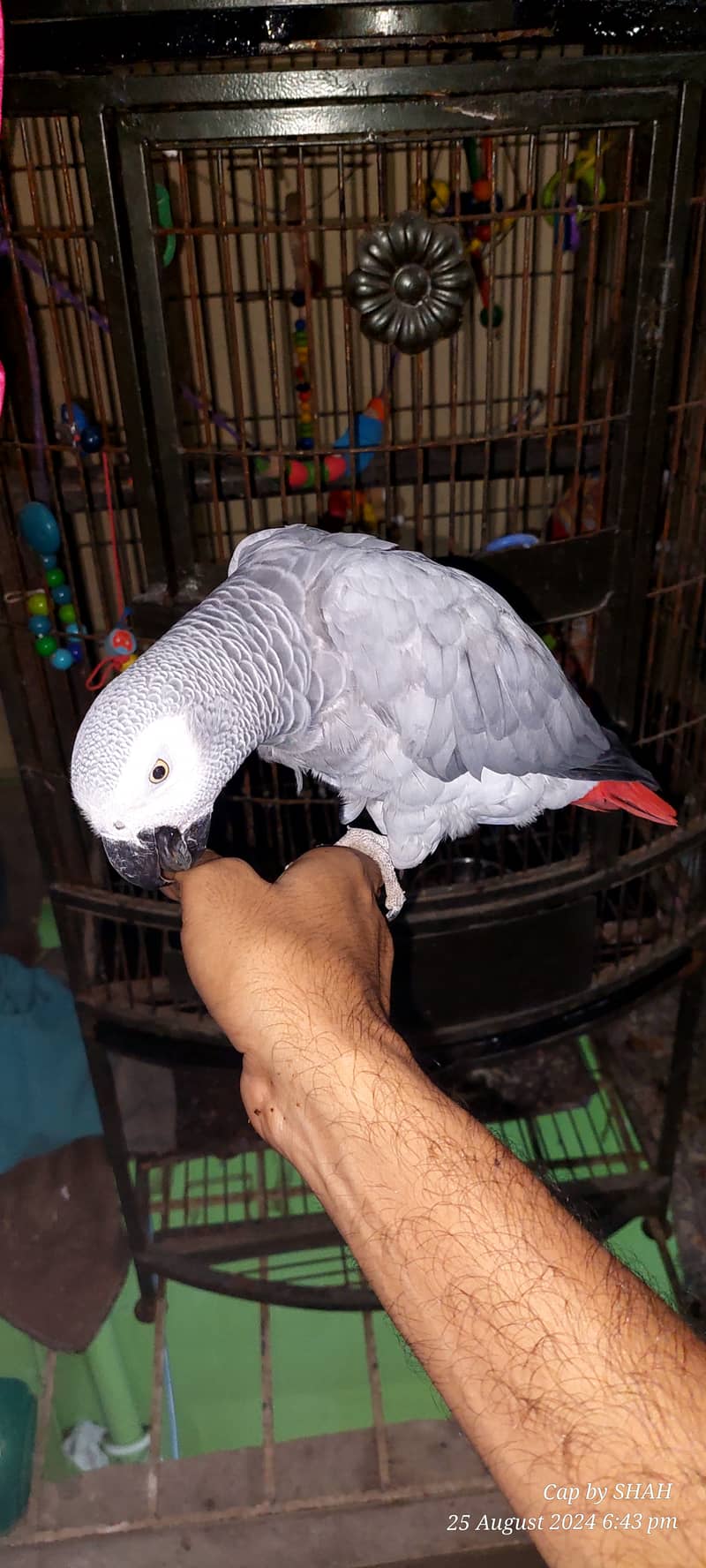 Gray parrot 1