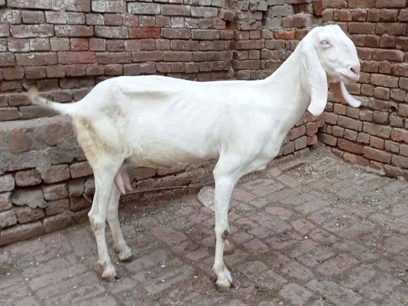 Mohamad puri bakri for sale 03052593845 2