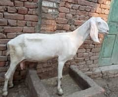 Mohamad puri bakri for sale 03052593845 0