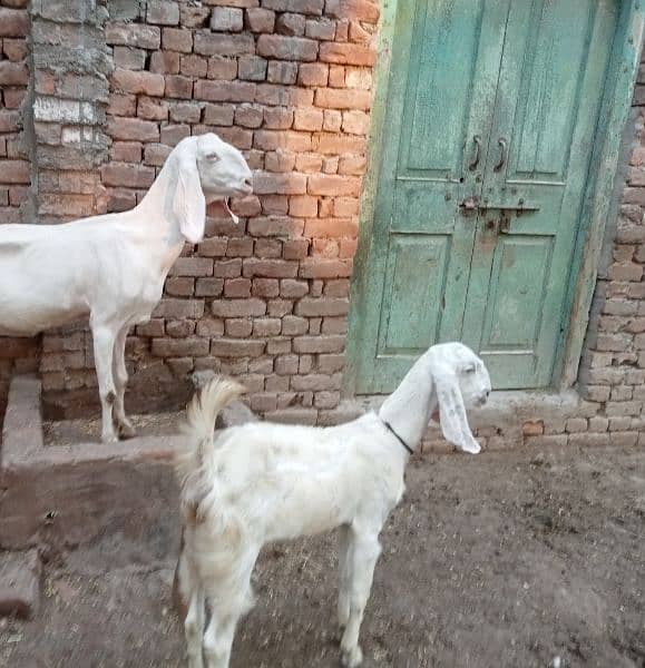 Mohamad puri bakri for sale 03052593845 1