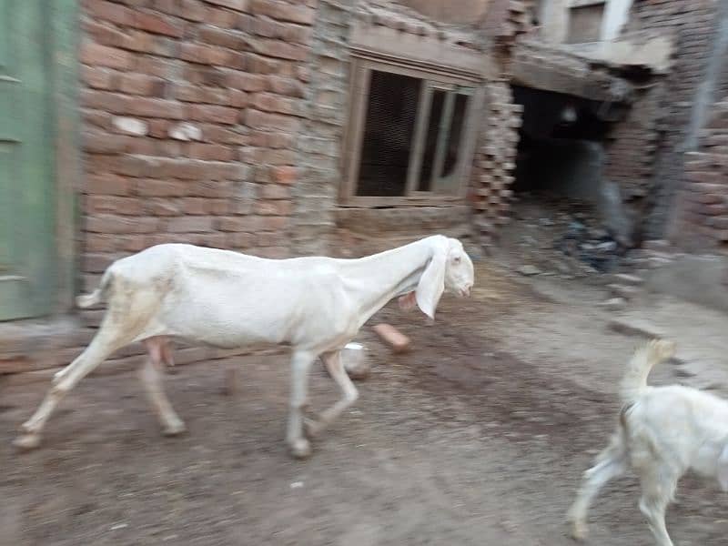 Mohamad puri bakri for sale 03052593845 3