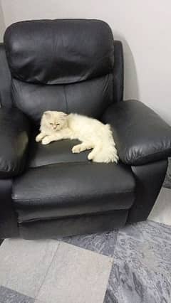 persian white male cat