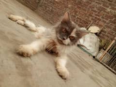 Persian Kitten for Sale | Cat | Litter Train | Triple Coat