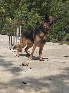 jerman shepherd male and russian female for sale or exchange.