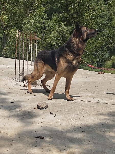 jerman shepherd male and russian female for sale or exchange. 0