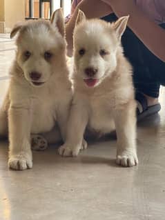 Siberian Husky Puppies High Quality