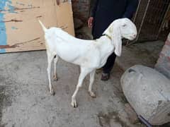 rajanpuri bakra