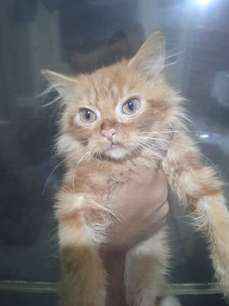 URGENT sale person kitten doll face 2