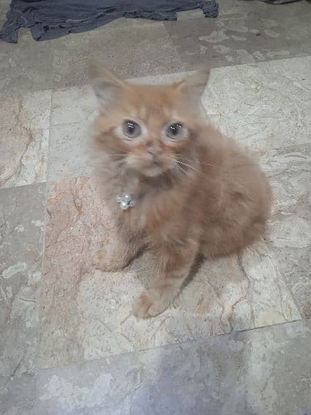 URGENT sale person kitten doll face 3