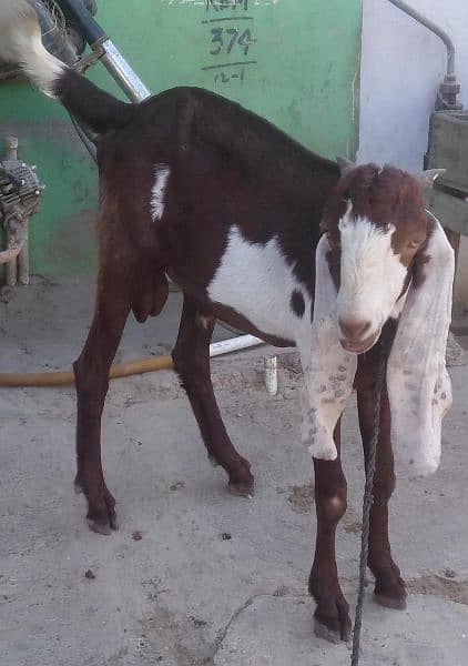 Bakra / Bakre 1