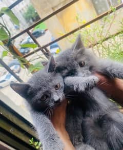 British Short And Long Hair Kittens