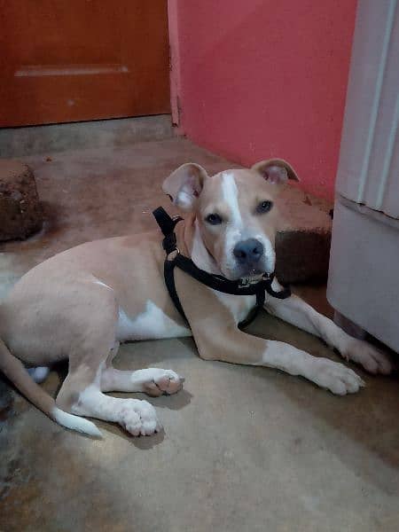 pitbull 4 month American breed 1