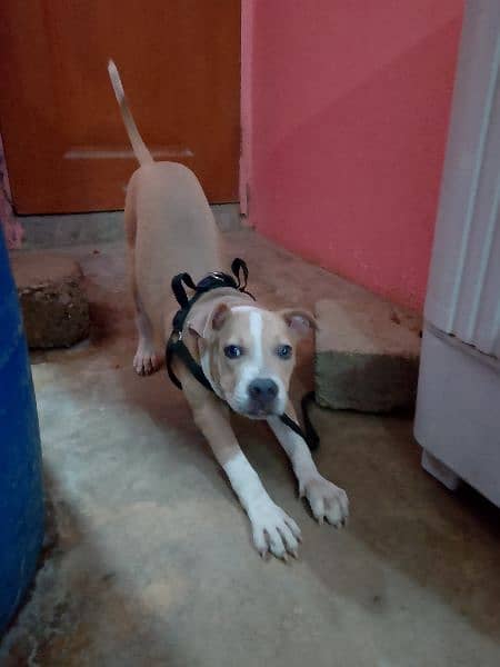 pitbull 4 month American breed 2